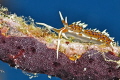   Phydiana Indica dead whip coral brach  